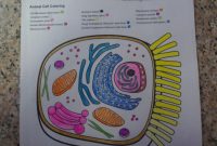 Animal cell coloring page answer key