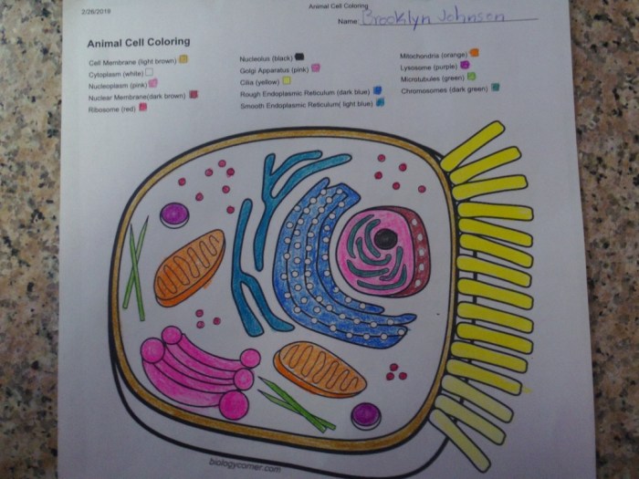 Plant animal cells grade science cell project color organelle ideas diagram match pages school 7th plants ca google projects classroom