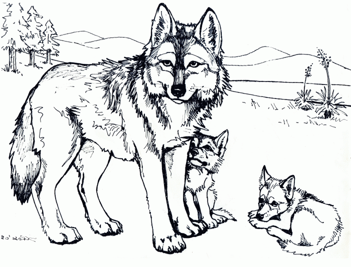 Animal coloring pages of wolves