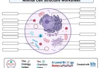 Animal cell coloring biology corner answer key