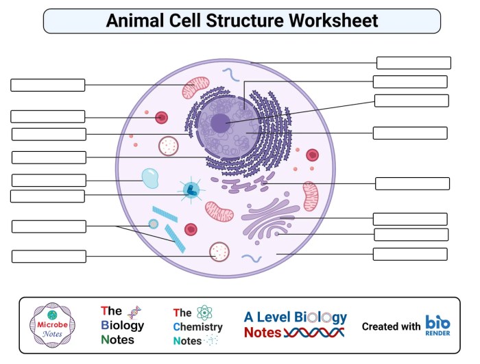 Animal cell coloring biology corner answer key