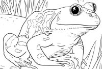 Animal coloring book pages