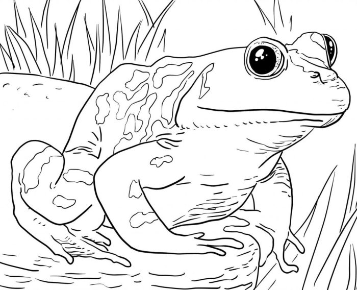 Animal coloring book pages