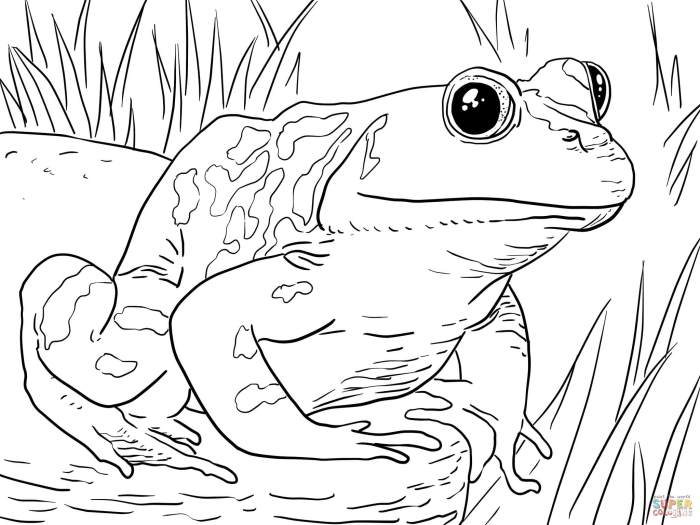 Printable coloring book animals