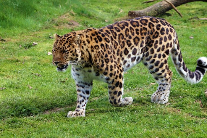 Animals with ladybug coloring