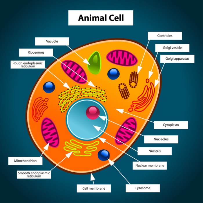 Animal cell coloring sheets answers