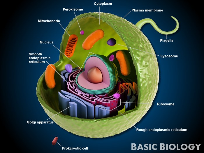 Colored animal cell coloring key