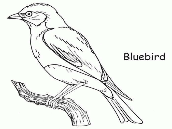 Animal coloring pages birds bluebird