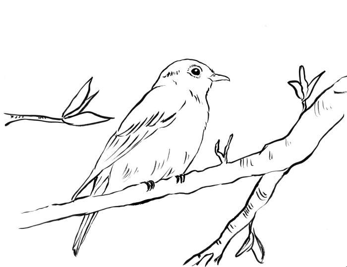 Animated bluebird coloring page