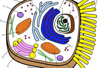 Animal cell coloring worksheets key