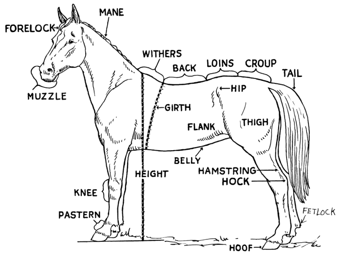 Animal body parts coloring pages