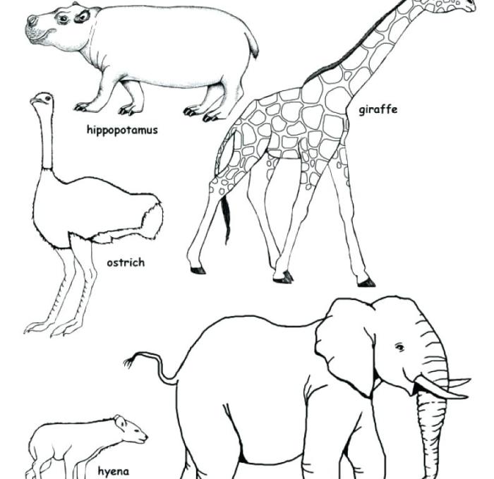 Animals of the savanna coloring page