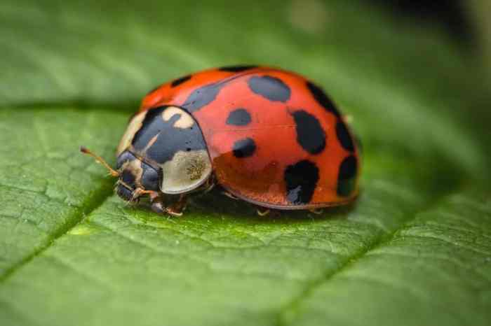 Animals with ladybug coloring