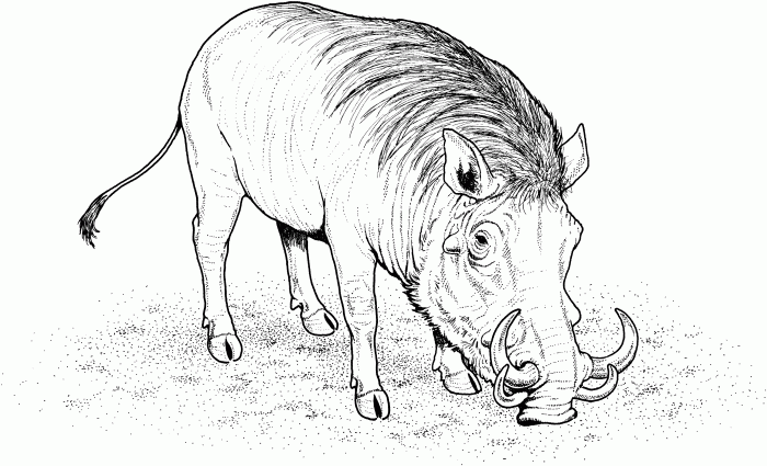 Animal face coloring simple warthog