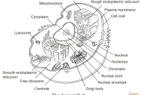 Animal cell organelles coloring worksheet